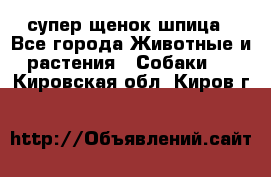 супер щенок шпица - Все города Животные и растения » Собаки   . Кировская обл.,Киров г.